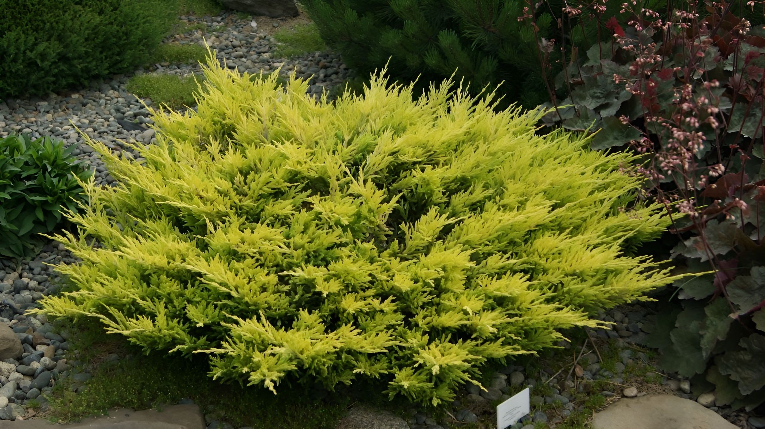 10200975215