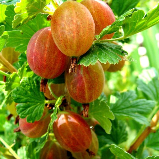 kryzhovnik-yubilyar