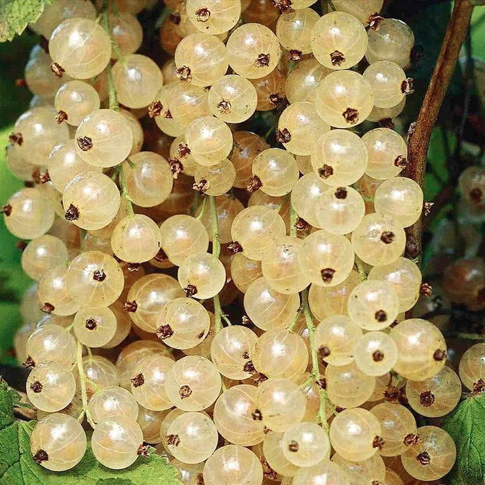 smorodina-uralskaya-belaya-kupit